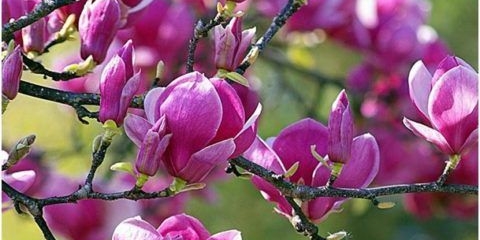 Magnolija crni tulipan (crni tulipan): otpornost na mraz, fotografija, opis, recenzije